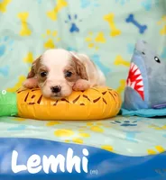 Lemhi, a male Cavapoo for sale in Houston, TX – 3 of 4