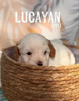 Lucayan, a male Cavapoo for sale in Houston, TX – 3 of 4