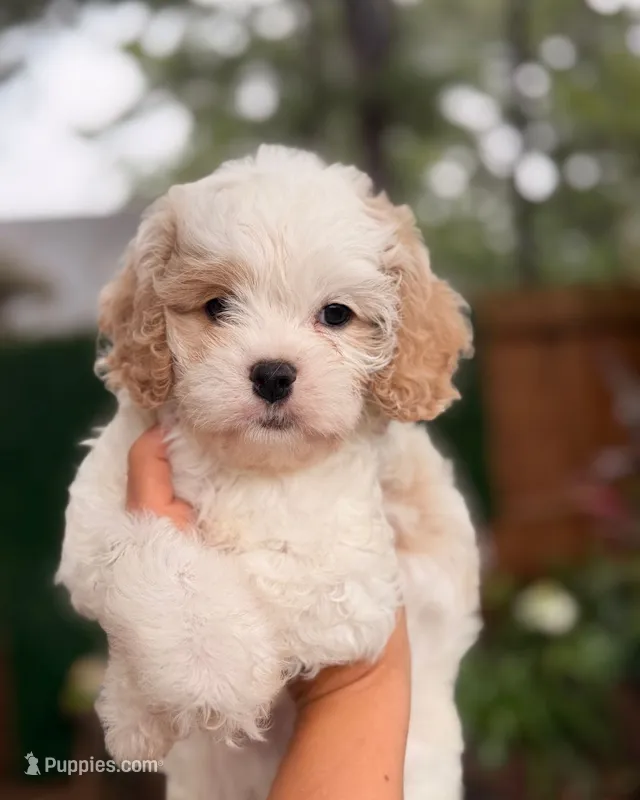 Lucayan – Cavapoo puppy for sale in Houston, TX