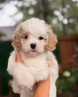 Lucayan, a male Cavapoo for sale in Houston, TX – 1 of 4