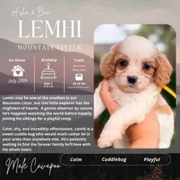 Lemhi, a male Cavapoo for sale in Houston, TX – 2 of 4