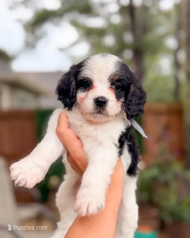 Rocky – Cavapoo puppy for sale in Houston, TX