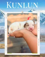 KunLun, a male Cavapoo for sale in Houston, TX – 4 of 4