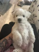 Tank, a male Miniature Schnauzer for sale in Bismarck, MO – 1 of 1