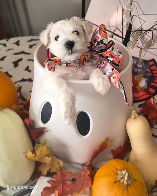 Boomer – Miniature Schnauzer puppy for sale in Bismarck, MO