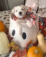 Boomer, a male Miniature Schnauzer for sale in Bismarck, MO – 1 of 1