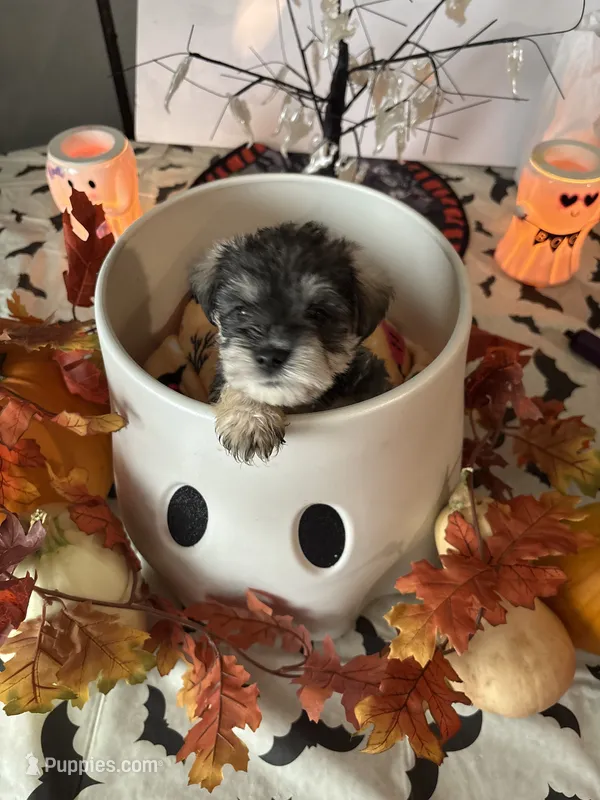 Tatter – Miniature Schnauzer puppy for sale in Bismarck, MO