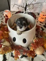 Tatter, a male Miniature Schnauzer for sale in Bismarck, MO – 1 of 1