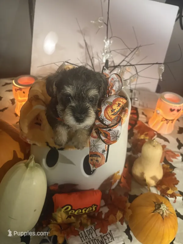 Tiny – Miniature Schnauzer puppy for sale in Bismarck, MO