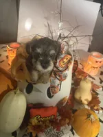 Tiny, a male Miniature Schnauzer for sale in Bismarck, MO – 1 of 1