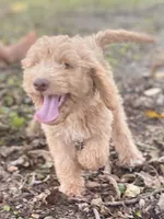Ian, a male Goldendoodle for sale in Canon, GA – 8 of 10
