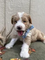 River (tuxedo), a male Goldendoodle and Labradoodle for sale in Canon, GA – Photo 2 of 9