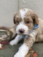 River (tuxedo), a male Goldendoodle and Labradoodle for sale in Canon, GA – Photo 6 of 9