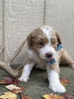 River (tuxedo), a male Goldendoodle and Labradoodle for sale in Canon, GA – Photo 3 of 9