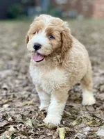 River (tuxedo), a male Goldendoodle and Labradoodle for sale in Canon, GA – Photo 9 of 9