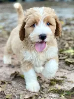 River (tuxedo), a male Goldendoodle and Labradoodle for sale in Canon, GA – Photo 8 of 9