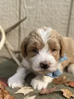 River (tuxedo), a male Goldendoodle and Labradoodle for sale in Canon, GA – Photo 5 of 9