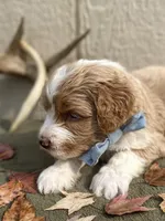 River (tuxedo), a male Goldendoodle and Labradoodle for sale in Canon, GA – Photo 4 of 9