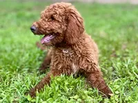 Wells (red), a male Goldendoodle for sale in Canon, GA – Photo 10 of 10