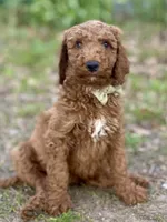 Wells (red), a male Goldendoodle for sale in Canon, GA – Photo 8 of 10