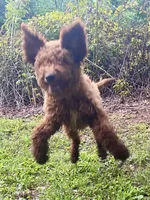 Wells (red), a male Goldendoodle for sale in Canon, GA – Photo 9 of 10