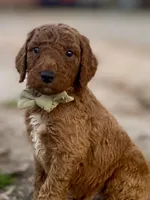 Wells (red), a male Goldendoodle for sale in Canon, GA – Photo 3 of 10
