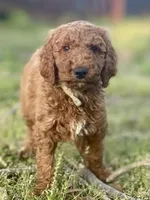 Wells (red), a male Goldendoodle for sale in Canon, GA – Photo 2 of 10