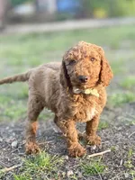 Wells (red), a male Goldendoodle for sale in Canon, GA – Photo 7 of 10