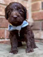 Grey F1bb, a male Goldendoodle for sale in Canon, GA – 8 of 9