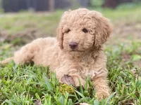 Jewel, a female Goldendoodle for sale in Canon, GA – 8 of 8