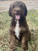 Isaac (sable), a male Goldendoodle for sale in Canon, GA – 5 of 9