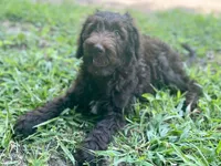 Gemma f1bb, a female Goldendoodle for sale in Canon, GA – 8 of 10