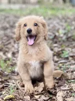 Lana, a female Goldendoodle for sale in Canon, GA – 1 of 7