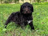 Grant f1bb, a male Goldendoodle for sale in Canon, GA – 7 of 8