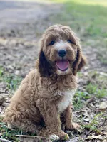 Kennedy, a female Goldendoodle for sale in Canon, GA – 3 of 7