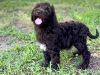 Grant f1bb, a male Goldendoodle for sale in Canon, GA – 10 of 10