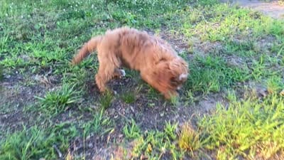 Finn, a male Goldendoodle for sale in Canon, GA – 4 of 8