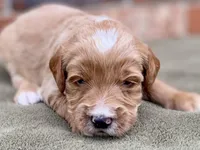 Felix (tuxedo), a male Goldendoodle for sale in Canon, GA – Photo 4 of 10