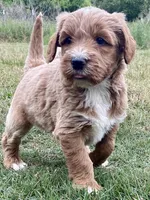 Felix (tuxedo), a male Goldendoodle for sale in Canon, GA – Photo 5 of 10