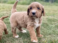 Felix (tuxedo), a male Goldendoodle for sale in Canon, GA – Photo 10 of 10