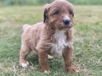 Felix (tuxedo), a male Goldendoodle for sale in Canon, GA – Photo 8 of 10