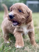 Felix (tuxedo), a male Goldendoodle for sale in Canon, GA – Photo 2 of 10