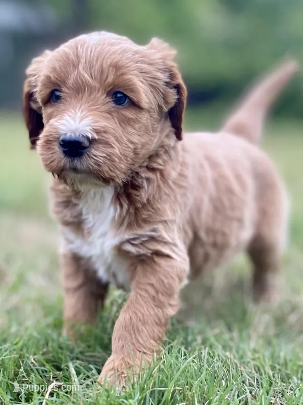 Felix (tuxedo), a male Goldendoodle for sale in Canon, GA – Photo 1 of 10