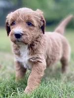 Felix (tuxedo), a male Goldendoodle for sale in Canon, GA – Photo 1 of 10