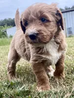 Felix (tuxedo), a male Goldendoodle for sale in Canon, GA – Photo 6 of 10