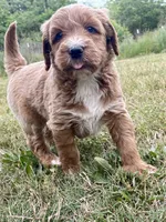 Felix (tuxedo), a male Goldendoodle for sale in Canon, GA – Photo 9 of 10