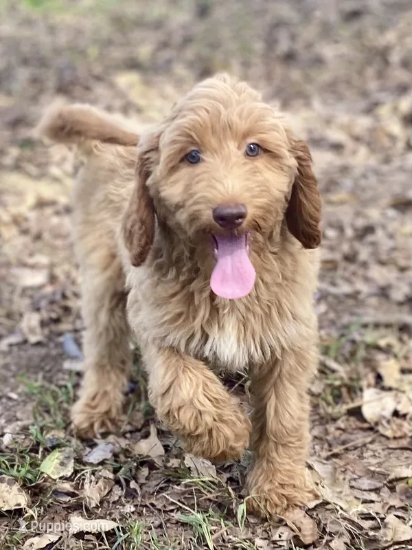 Jade – Goldendoodle puppy for sale in Canon, GA