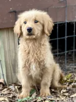 Lark, a female Goldendoodle for sale in Canon, GA – 3 of 8