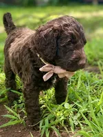 Indie (chocolate), a female Goldendoodle for sale in Canon, GA – 2 of 7