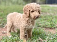 Jewel, a female Goldendoodle for sale in Canon, GA – 7 of 8